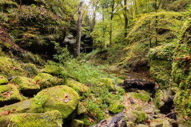 Rocks overgrown with moss in Little Switzerland, Luxembourg