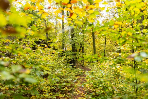 Picture Narrow Depth Field Scenic Autumnal Forest — Stok fotoğraf