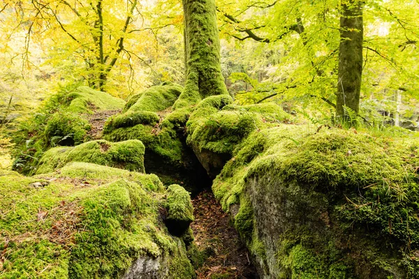 Rocks Overgrown Moss Little Switzerland Luxembourg — ストック写真