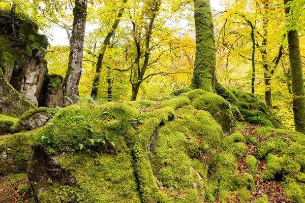 Rocks Overgrown Moss Little Switzerland Luxembourg — Stok fotoğraf