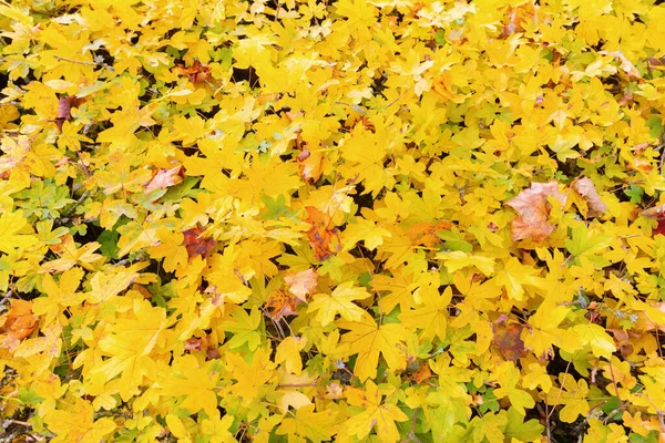 Background Yellow Colored Autumn Leaves — Photo
