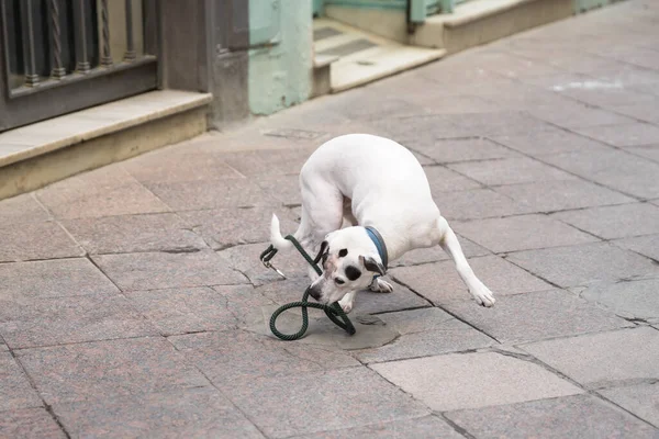 Dog Sidwalk City Fighting His Leash — 图库照片