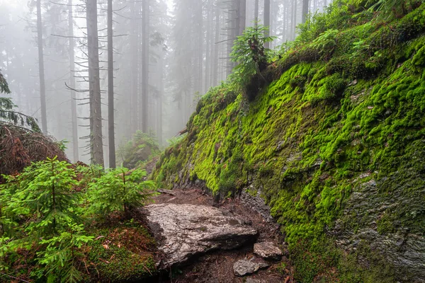 Forest Trail Bavarian Forest Germany — Stok fotoğraf