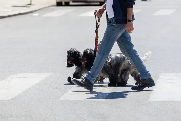 Man Two Dogs Crossing City Street — 图库照片