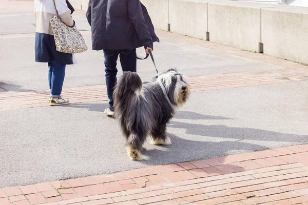 Couple Avec Collie Barbu Laisse Dans Ville — Photo