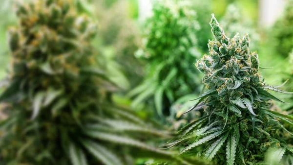 Topo Plantas Cannabis Ruderalis Laboratório Ciências Para Fazer Medicamento Produto — Fotografia de Stock