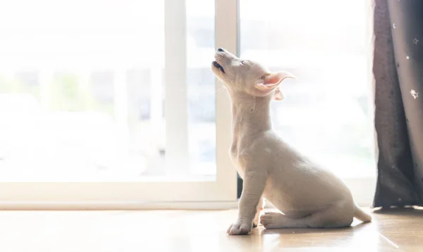 Mini Jack Russel Cachorro Feliz Cantando Casa Concepto Mascota —  Fotos de Stock