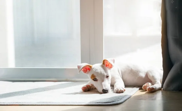 Mini Jack Russel Cachorro Modo Somnoliento Sueño Del Día —  Fotos de Stock