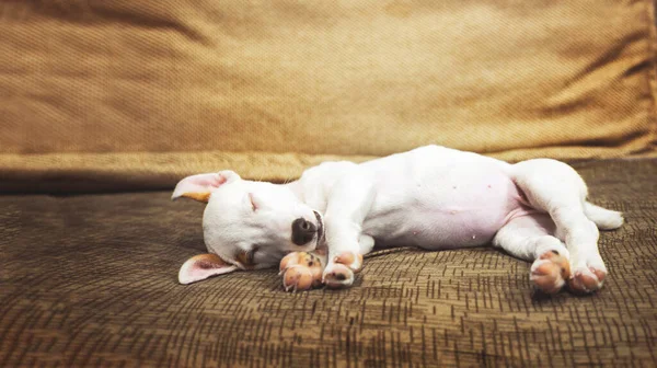 Mini Jack Russel Puppy Slaperige Modus Dag Droom — Stockfoto
