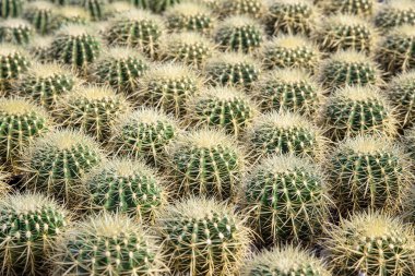 yeşil kaktüs bitki dokusu arkaplanı (yırtık kaktüsün merkezine odaklan)