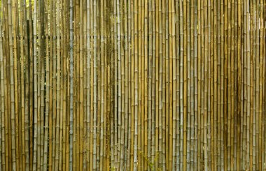 kahverengi bambu ağacı desenli arka plan