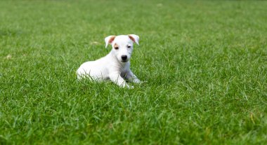 Jack Russel yeşil çimlerin üzerinde yavru köpek 