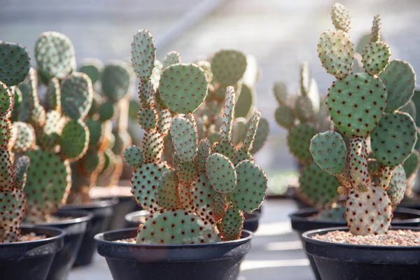 Groene Cactus Plant Kas Tuin Met Zonlicht — Stockfoto