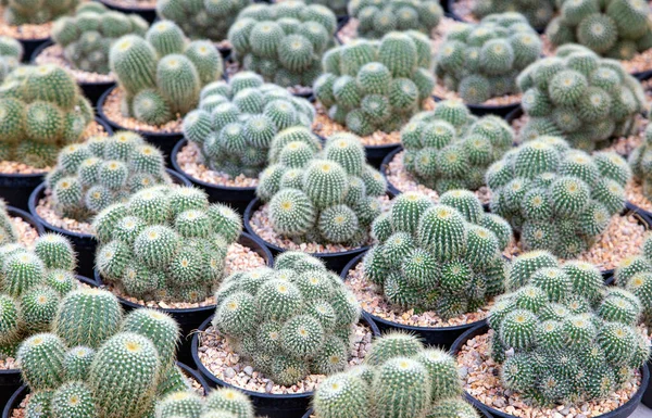 Groene Cactus Plant Textuur Achtergrond Met Gescheurde Cactus — Stockfoto