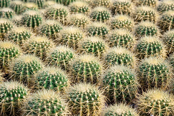 Groene Cactus Plant Textuur Achtergrond Focus Het Centrum Van Cactus — Stockfoto