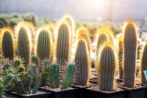 Plante Cactus Vert Dans Jardin Serre Avec Lumière Soleil — Photo