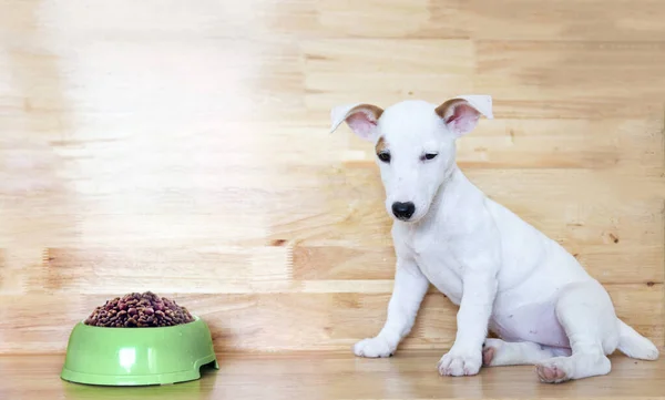 Mini Jack Russel Puppy Dog Boring Food Wood Background — Zdjęcie stockowe