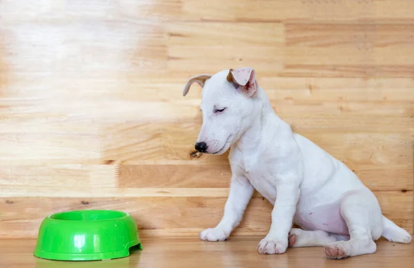 Mini Jack Russel Puppy Dog Boring Food Wood Background — Zdjęcie stockowe