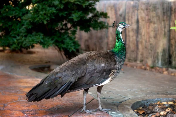 翠绿色雄性孔雀优雅地走在动物园里 — 图库照片
