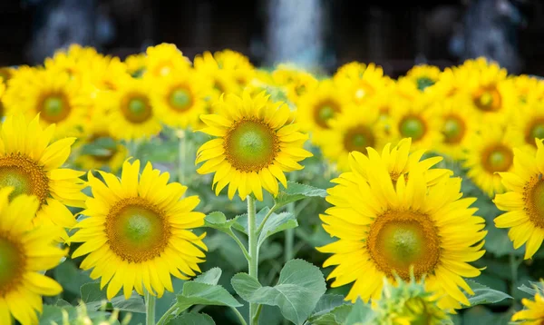 Sonnenblumengarten Auf Feld — Stockfoto