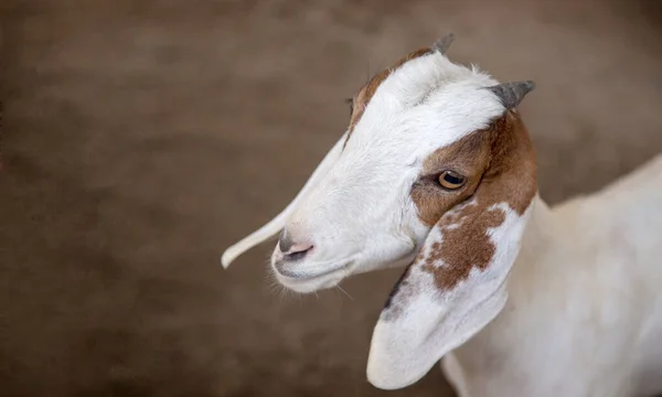 Head Shot Domestic Goat Friendly Human Banner Size Goat Famous — Stock Photo, Image