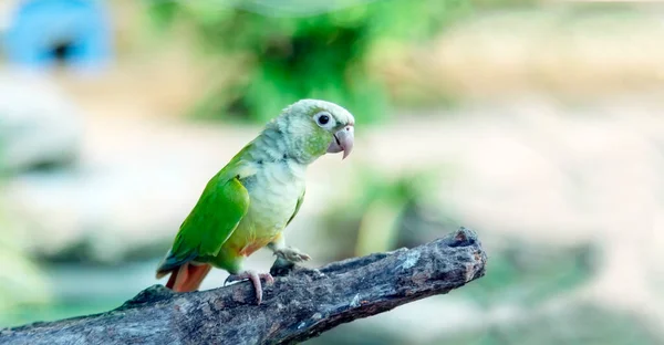 在森林的求爱仪式上 绿色多彩的鹦鹉坐在树枝上 绿色植被树枝上有两只鸟 — 图库照片