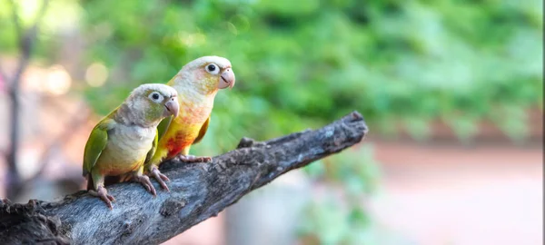 Perroquets Verts Multicolores Assis Sur Branche Dans Cérémonie Amour Cour — Photo