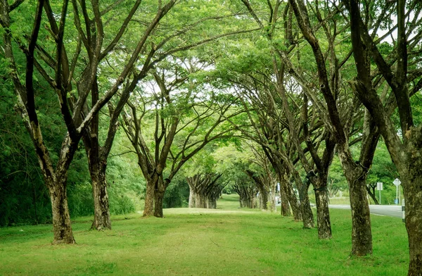 Arco Árbol Gigante Fondo Naturaleza — Foto de Stock