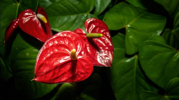 Fleur Anthurium Exotique Rouge Dans Jungle — Photo