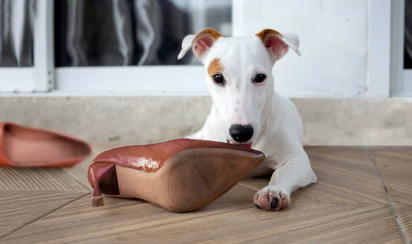 Mini Cachorro Perro Mordiendo Zapatos Altos Fron Puerta Casa —  Fotos de Stock