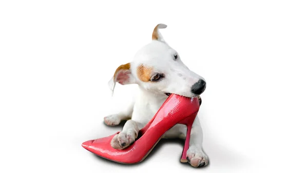 Minik yavru köpek, izole edilmiş beyaz arka planda yüksek ayakkabıları ısırıyor.. 