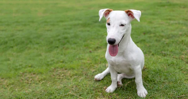 Mini Branco Jack Russel Cachorro Cão Potrait Fundo Grama Verde — Fotografia de Stock