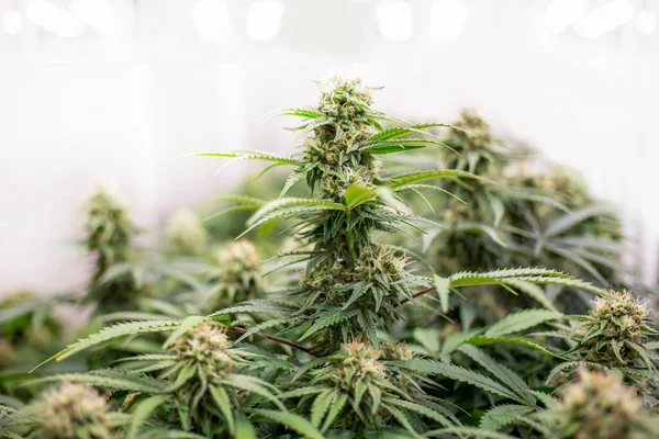 Cannabis Förstörs Toppen Marijuanaträd För Alternativ Medicin Vetenskap Labb Phamacy — Stockfoto