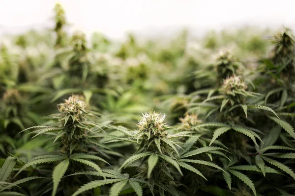Botín Cannabis Parte Superior Del Árbol Marihuana Para Laboratorio Medicina — Foto de Stock