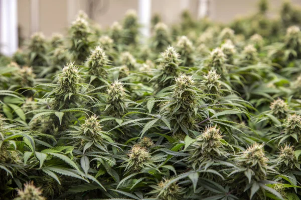 Cannabis Spoilers Vetenskapliga Forskningslaboratorier För Att Skapa Naturliga Växtbaserade Läkemedel — Stockfoto