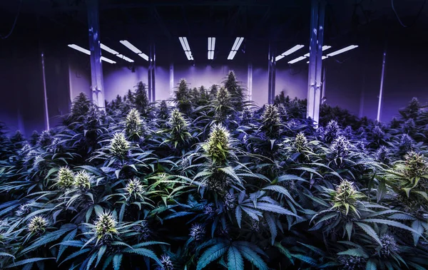 Marihuana Ağacında Thc Için Siyah Işık Esrarı Laboratuvarı Faz Endüstrisindeki — Stok fotoğraf