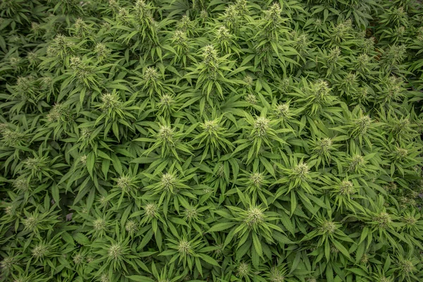 Canabis Från Ovanifrån Växthus Plantering Till Att Göra Medicin Från — Stockfoto