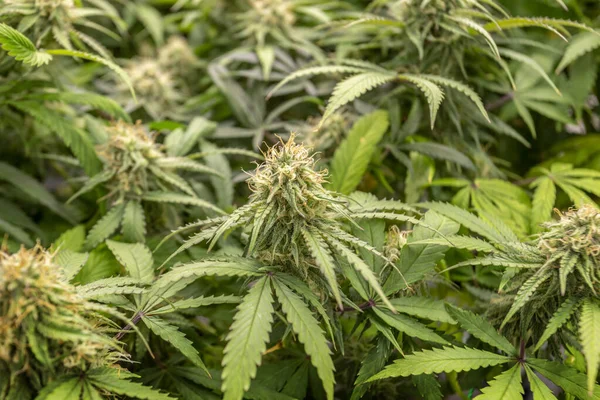 Cannabis Spoilers Vetenskapliga Forskningslaboratorier För Att Skapa Naturliga Växtbaserade Läkemedel — Stockfoto