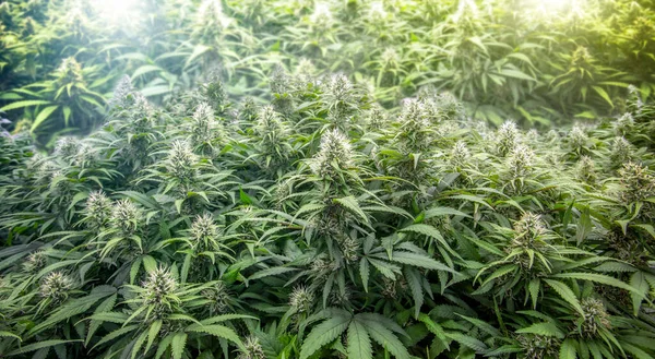 Cannabis Spoilers Vetenskapliga Forskningslaboratorier För Att Skapa Naturliga Växtbaserade Läkemedel — Stockfoto