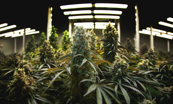 Växthushus Labb Cannabis Att Plantera Ört Till Att Göra Drog — Stockfoto