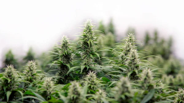 Toppen Cannabis Blomma Trädgården Med Thc Spole Marijuanna Blomma Ingrediens — Stockfoto