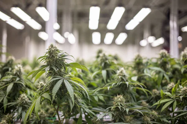 Växthus Marijuana Labb För Att Forska Medicin Från Thc Cannabis — Stockfoto