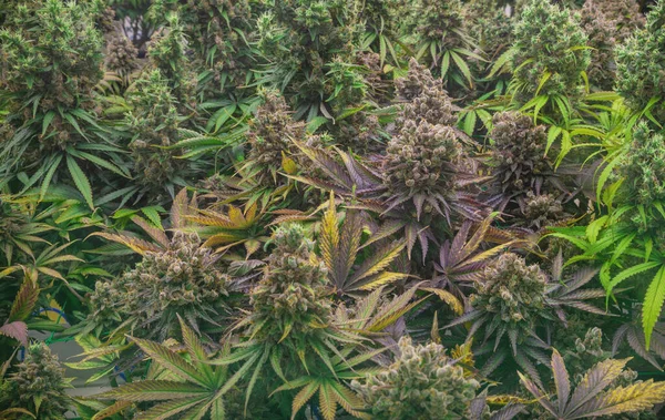 Cannabis Para Plantar Ervas Para Fazer Drogas Partir Cânhamo Cannabis — Fotografia de Stock