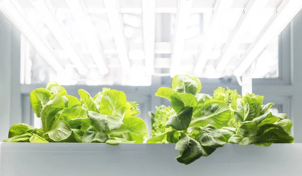 Fresh Hydro Vegetable Artificial Light Planting Clean Food Indoor — Stock Photo, Image