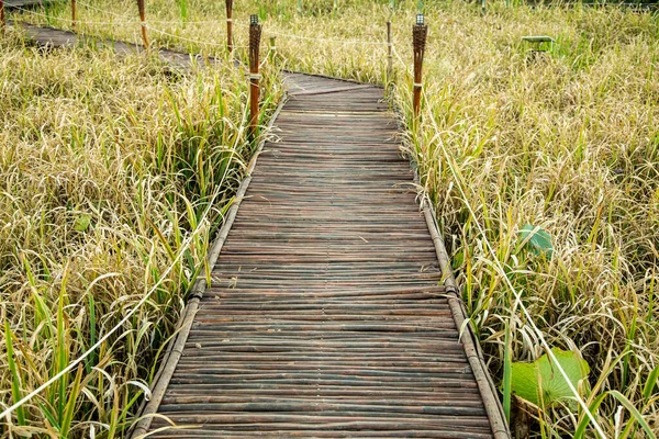 Bambusholzbrücke Auf Reisfeld Zur Erntezeit Natur Hintergrund — Stockfoto