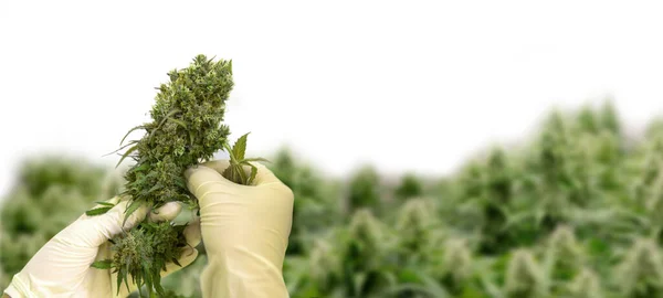 Guante Higiene Científico Mano Cosecha Flor Cannabis Agricultura Control Para — Foto de Stock