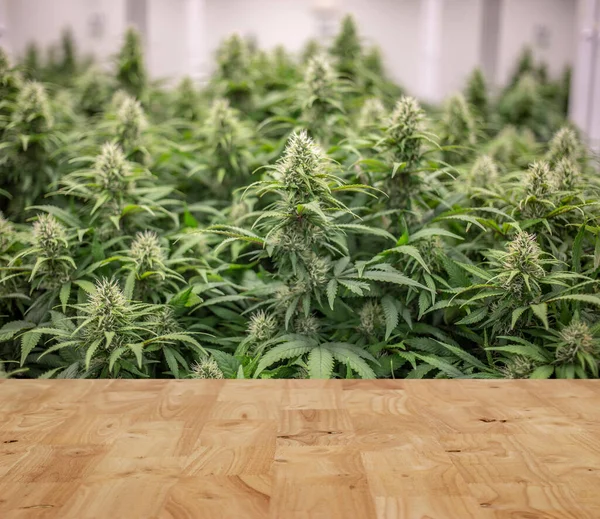 Trä Bordsskiva Cannabis Labb Display Stå Marijuana Plantage Bakgrund Marijuanna — Stockfoto