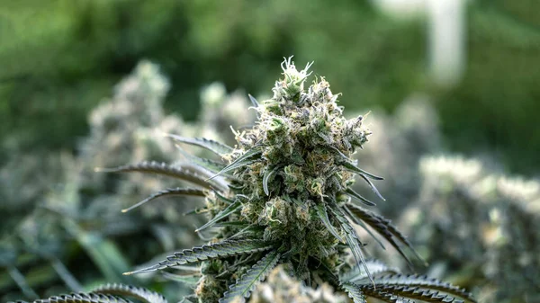 大麻花上的水晶含有四氢大麻酚和Cbd化学物从天然草本植物中提取药物 大麻药草是替代医疗健康治疗的新趋势 医疗概念 — 图库照片