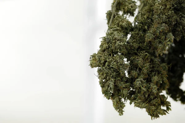 干大麻花用于四氢大麻酚和Cbd化学品用于制造药物 大麻药草是替代医疗健康治疗的新趋势 医疗概念 — 图库照片