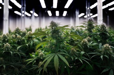 Artan THC için esrar marihuana laboratuvarı tarımı, kenevir çiçeğindeki CBD kimyasalı. Tıbbi sanayi için kenevir sera denetimi ortamı.